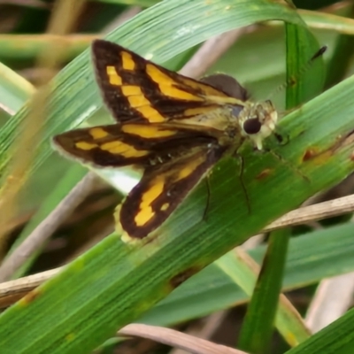 Unidentified Skipper (Hesperiidae) at Bruce, ACT - 6 Mar 2024 by trevorpreston