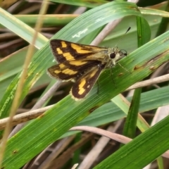 Ocybadistes walkeri at Flea Bog Flat, Bruce - 6 Mar 2024