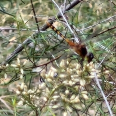 Diplacodes melanopsis (Black-faced Percher) at Bruce Ridge to Gossan Hill - 6 Mar 2024 by trevorpreston