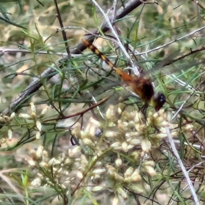 Diplacodes melanopsis (Black-faced Percher) at Flea Bog Flat, Bruce - 6 Mar 2024 by trevorpreston