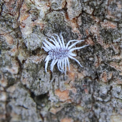 Cryptolaemus montrouzieri (Mealybug ladybird) at Higgins Woodland - 6 Mar 2024 by MichaelWenke