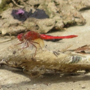 Diplacodes haematodes at Coombs Ponds - 6 Mar 2024 11:20 AM