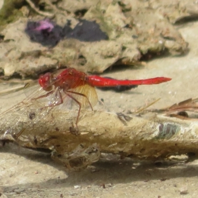 Diplacodes haematodes (Scarlet Percher) at Coombs, ACT - 6 Mar 2024 by Christine