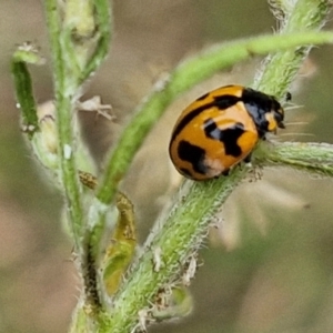 Coccinella transversalis at Bruce Ridge to Gossan Hill - 6 Mar 2024