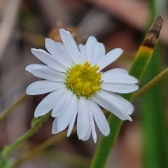 Brachyscome rigidula (Hairy Cut-leaf Daisy) at Flea Bog Flat, Bruce - 6 Mar 2024 by trevorpreston