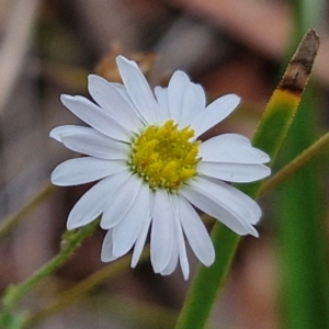 Brachyscome rigidula at Bruce Ridge to Gossan Hill - 6 Mar 2024 04:45 PM