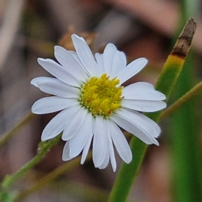 Brachyscome rigidula (Hairy Cut-leaf Daisy) at Bruce, ACT - 6 Mar 2024 by trevorpreston