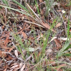 Brachyscome rigidula at Bruce Ridge to Gossan Hill - 6 Mar 2024