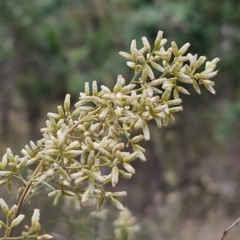 Cassinia quinquefaria (Rosemary Cassinia) at Bruce Ridge to Gossan Hill - 6 Mar 2024 by trevorpreston