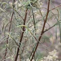 Cassinia quinquefaria at Flea Bog Flat, Bruce - 6 Mar 2024