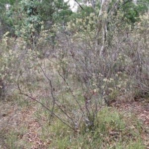 Cassinia quinquefaria at Flea Bog Flat, Bruce - 6 Mar 2024