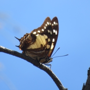 Charaxes sempronius at Mount Ainslie - 5 Mar 2024 01:18 PM