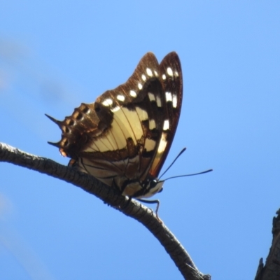 Charaxes sempronius (Tailed Emperor) at Ainslie, ACT - 5 Mar 2024 by Christine