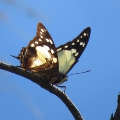 Charaxes sempronius at Mount Ainslie - 5 Mar 2024 01:18 PM