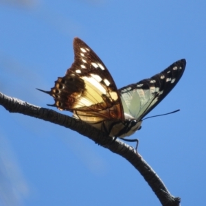 Charaxes sempronius at Mount Ainslie - 5 Mar 2024 01:18 PM