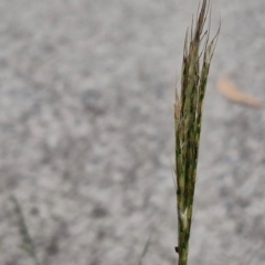 Bothriochloa macra (Red Grass, Red-leg Grass) at Bruce, ACT - 6 Mar 2024 by trevorpreston