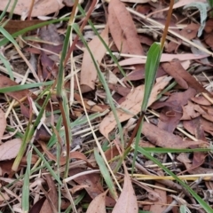 Bothriochloa macra at Bruce Ridge to Gossan Hill - 6 Mar 2024