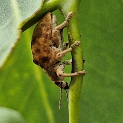 Gonipterus sp. (genus) (Eucalyptus Weevil) at Flea Bog Flat, Bruce - 6 Mar 2024 by trevorpreston