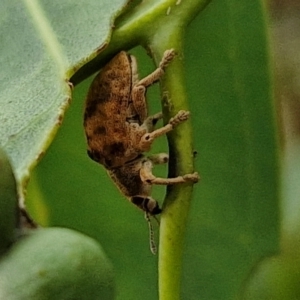 Gonipterus sp. (genus) at Flea Bog Flat, Bruce - 6 Mar 2024