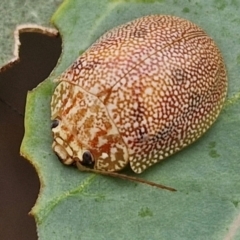 Paropsis atomaria (Eucalyptus leaf beetle) at Bruce, ACT - 6 Mar 2024 by trevorpreston