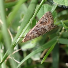 Achyra affinitalis (Cotton Web Spinner, Pyraustinae) at Murrumbateman, NSW - 1 Mar 2024 by SimoneC