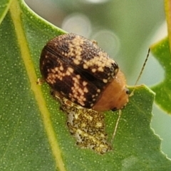 Paropsis aspera (Eucalyptus Tortoise Beetle) at Flea Bog Flat, Bruce - 6 Mar 2024 by trevorpreston