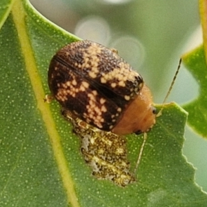 Paropsis aspera at Bruce Ridge to Gossan Hill - 6 Mar 2024