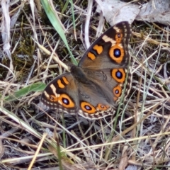 Junonia villida (Meadow Argus) at Bruce Ridge to Gossan Hill - 6 Mar 2024 by trevorpreston