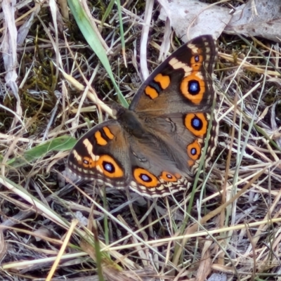 Junonia villida (Meadow Argus) at Flea Bog Flat, Bruce - 6 Mar 2024 by trevorpreston