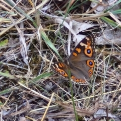 Junonia villida at Flea Bog Flat, Bruce - 6 Mar 2024