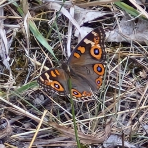 Junonia villida at Flea Bog Flat, Bruce - 6 Mar 2024