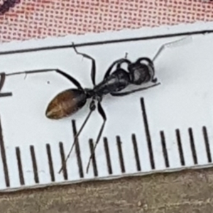 Camponotus aeneopilosus at Weston, ACT - suppressed