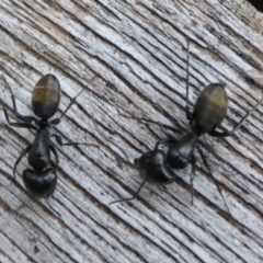 Camponotus aeneopilosus at Weston, ACT - suppressed