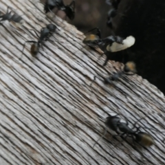 Camponotus aeneopilosus at Weston, ACT - suppressed