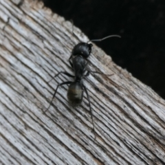 Camponotus aeneopilosus at Weston, ACT - suppressed