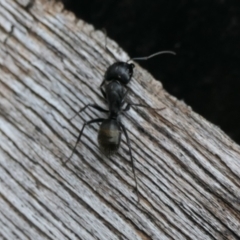 Camponotus aeneopilosus at Weston, ACT - 6 Mar 2024