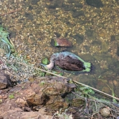 Anas superciliosa (Pacific Black Duck) at Mount Ainslie to Black Mountain - 6 Mar 2024 by AaronClausen