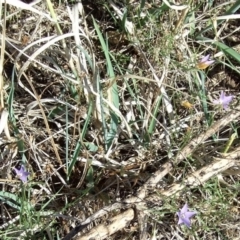 Wahlenbergia luteola (Yellowish Bluebell) at bababi marning (formerly Cooper St Grassland NCR) - 15 Apr 2007 by WendyEM