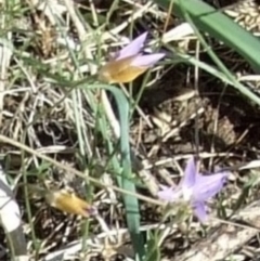 Wahlenbergia luteola at Campbellfield, VIC - 15 Apr 2007 11:38 AM