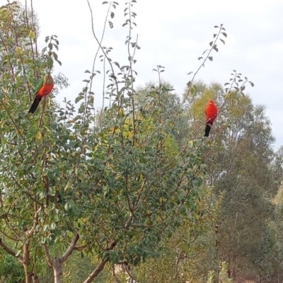 Alisterus scapularis (Australian King-Parrot) at Wirlinga, NSW - 5 Mar 2024 by RobCook