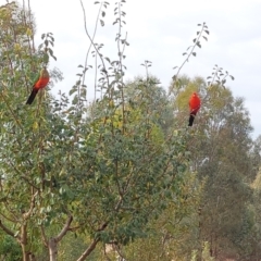 Alisterus scapularis (Australian King-Parrot) at Albury - 5 Mar 2024 by RobCook