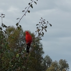 Alisterus scapularis at Albury - 6 Mar 2024