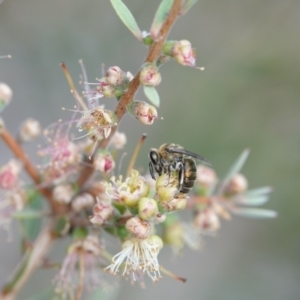 Leioproctus sp. (genus) at Hall, ACT - 6 Mar 2024