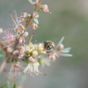 Leioproctus sp. (genus) at Hall, ACT - 6 Mar 2024