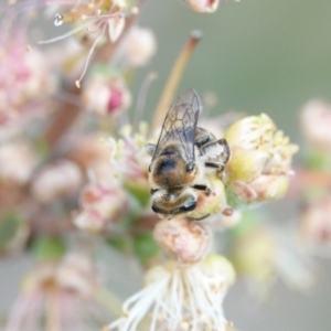 Leioproctus sp. (genus) at Hall, ACT - 6 Mar 2024