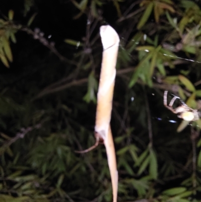 Phonognatha graeffei (Leaf Curling Spider) at Albury - 27 Feb 2024 by RobCook