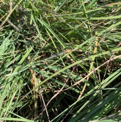 Xanthagrion erythroneurum (Red & Blue Damsel) at Crace Grassland (CR_2) - 6 Mar 2024 by MiaThurgate