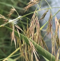 Phragmites australis (Common Reed) at Tennent, ACT - 6 Mar 2024 by JaneR