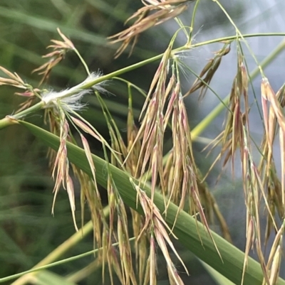 Phragmites australis (Common Reed) at Tennent, ACT - 6 Mar 2024 by JaneR