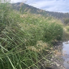 Phragmites australis at Namadgi National Park - 6 Mar 2024 01:26 PM